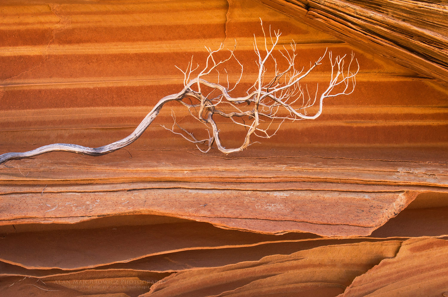 Bleached branch against patterns in layered sandstone, South Coyote Buttes, Vermilion Cliffs Wilderness Utah #37630