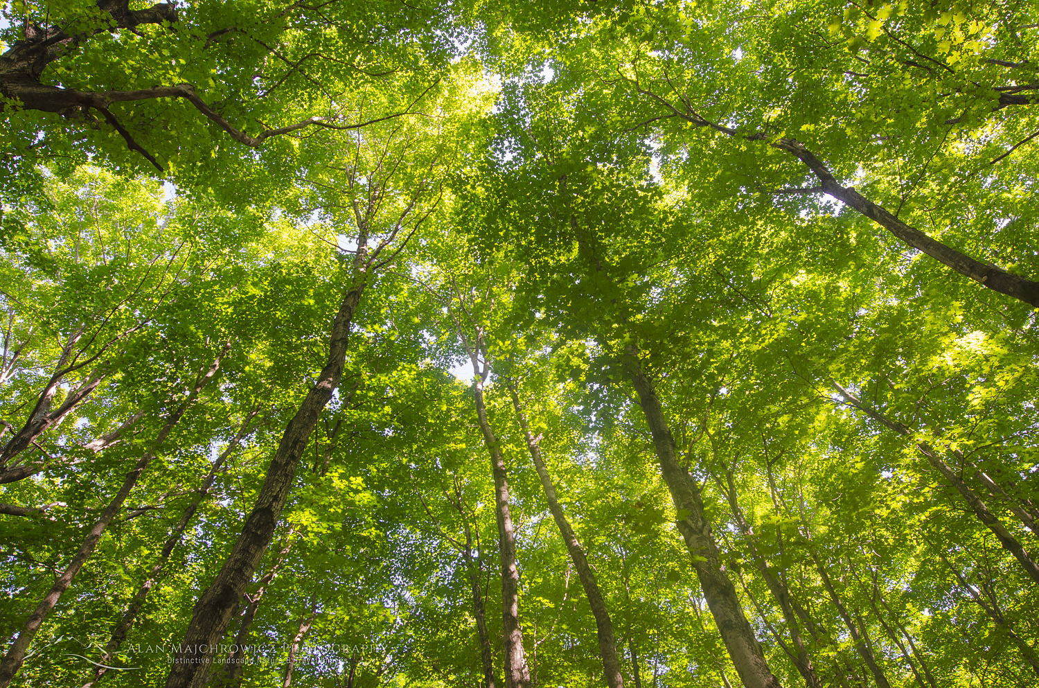 Forest canopy, northern hardwood-hemlock-white pine deciduous forest. Pictured Rocks National Lakeshore Michigan #63916