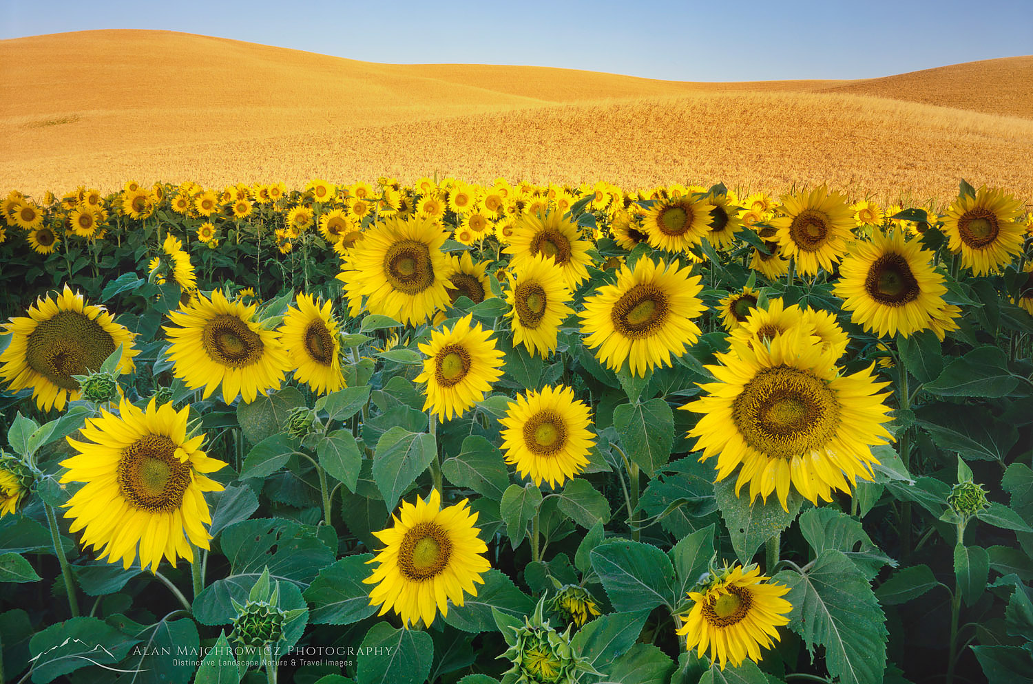 Sunflowers and wheat, the Palouse Washington #1042