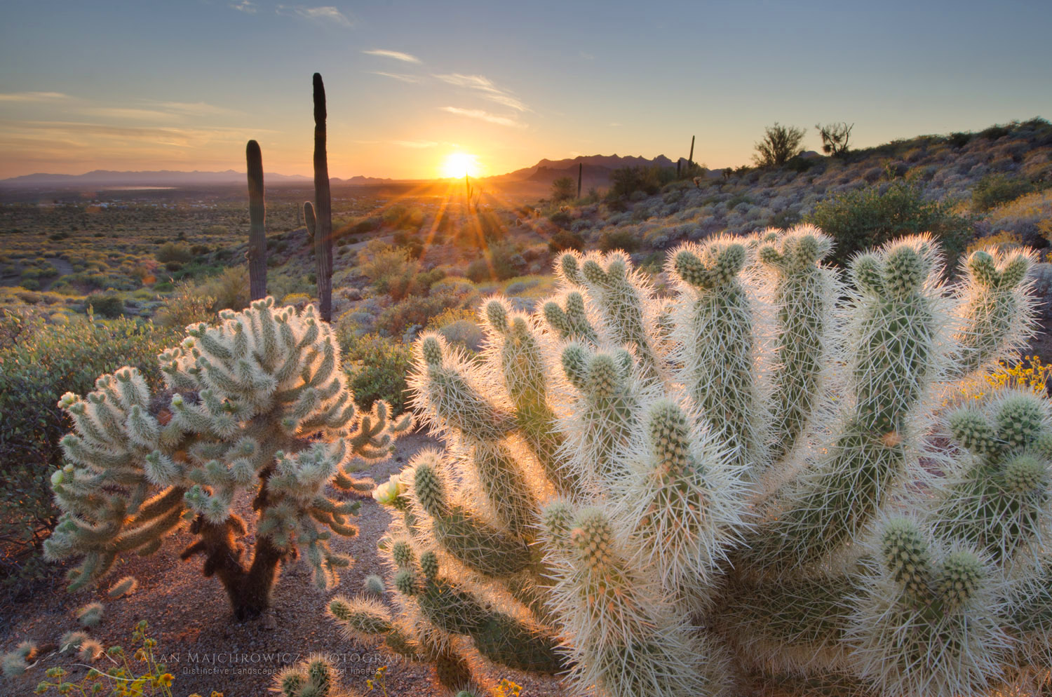 Teddy Bear Cholla cactus (Cylindropuntia bigelovii) illuminated by the setting sun, Superstition Mountains Arizona #55462