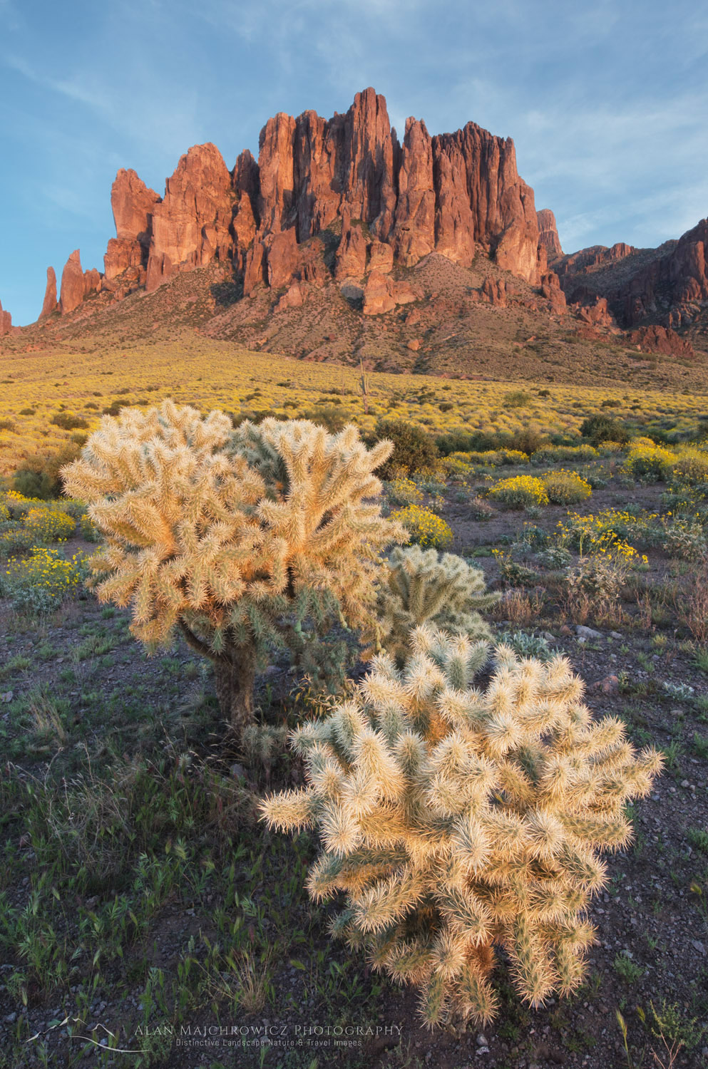 Superstition Mountains, Arizona, Jumping Cholla (Cylindropuntia fulgida) in the foreground #56898