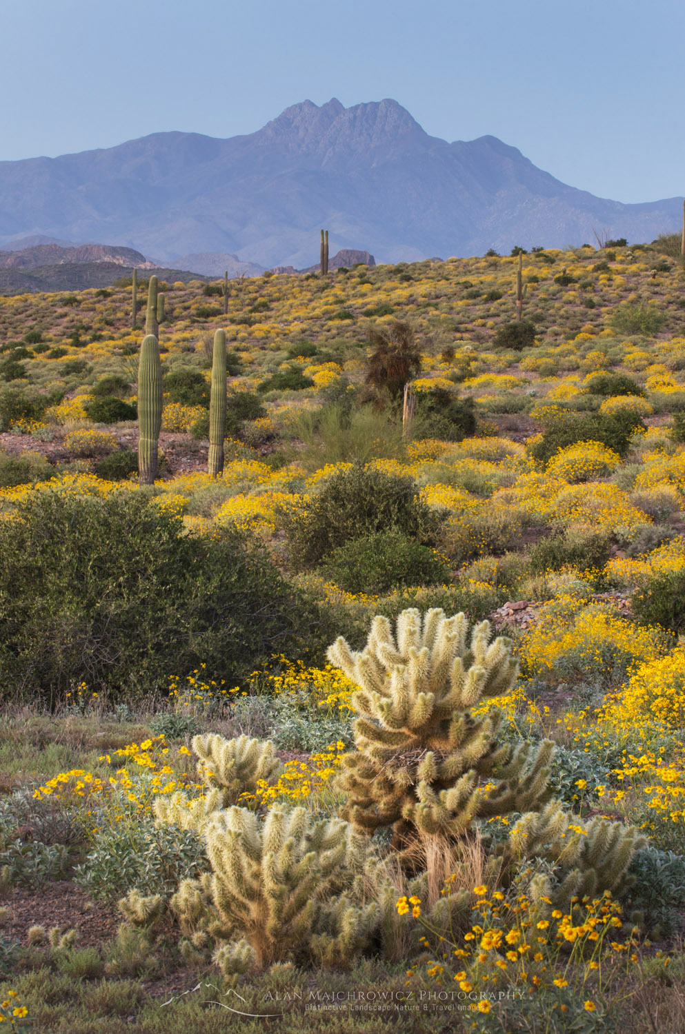 Evening over the Sonoran Desert and Superstition Mountains Arizona, yellow Brittlebush and Jumping Cholla (Cylindropuntia fulgida) in the foreground #56906
