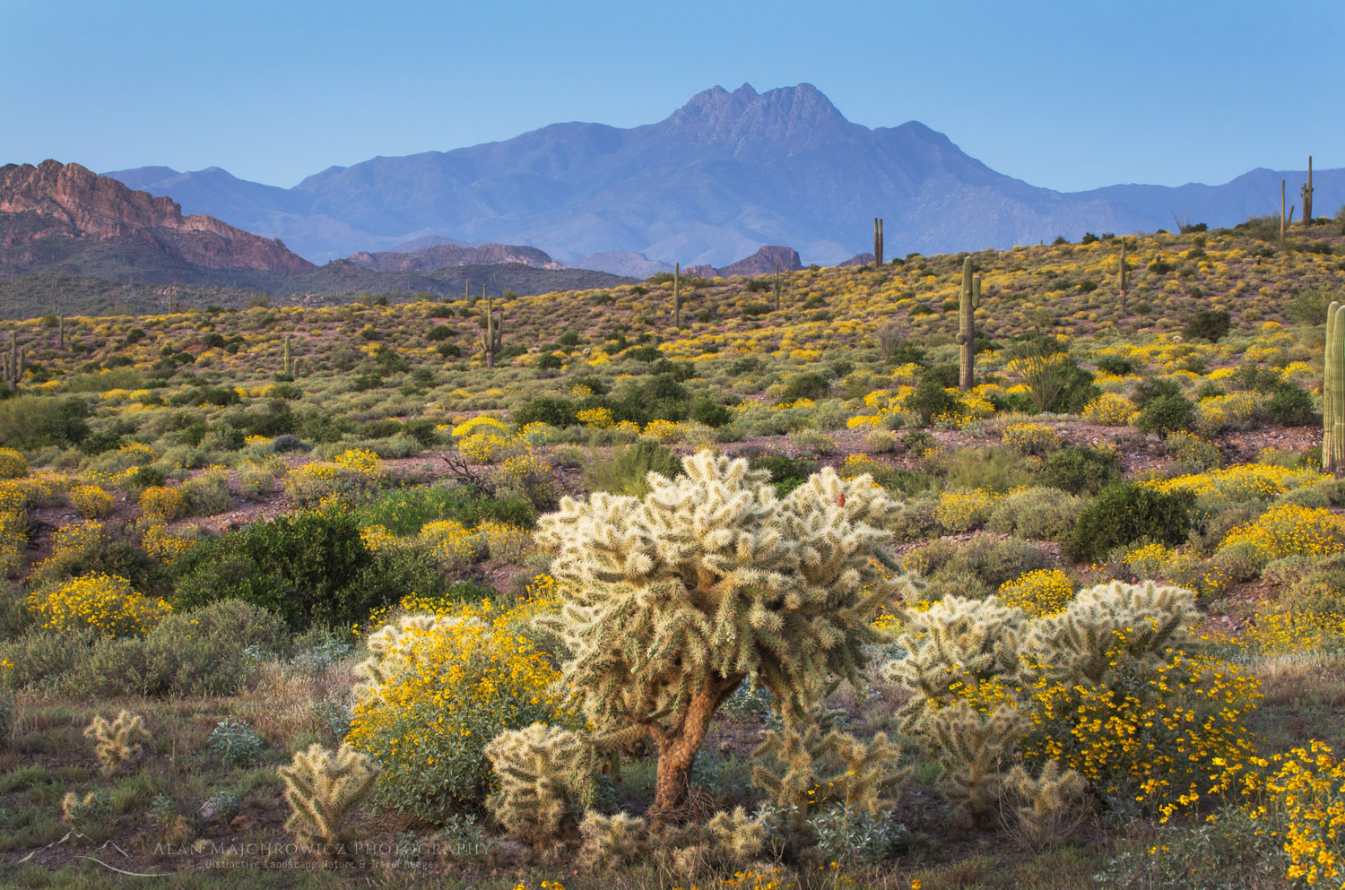 Evening over the Sonoran Desert and Superstition Mountains Arizona, yellow Brittlebush and Jumping Cholla (Cylindropuntia fulgida) in the foreground #56907