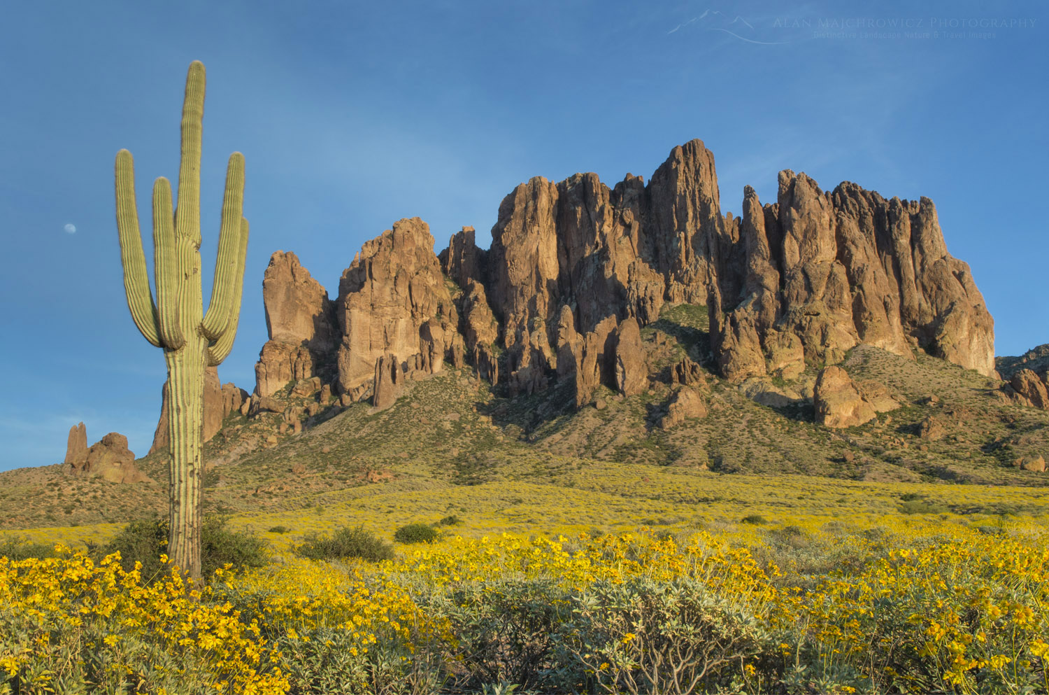 Saguaro (Carnegiea gigantea), Superstition Mountains, Arizona #56951