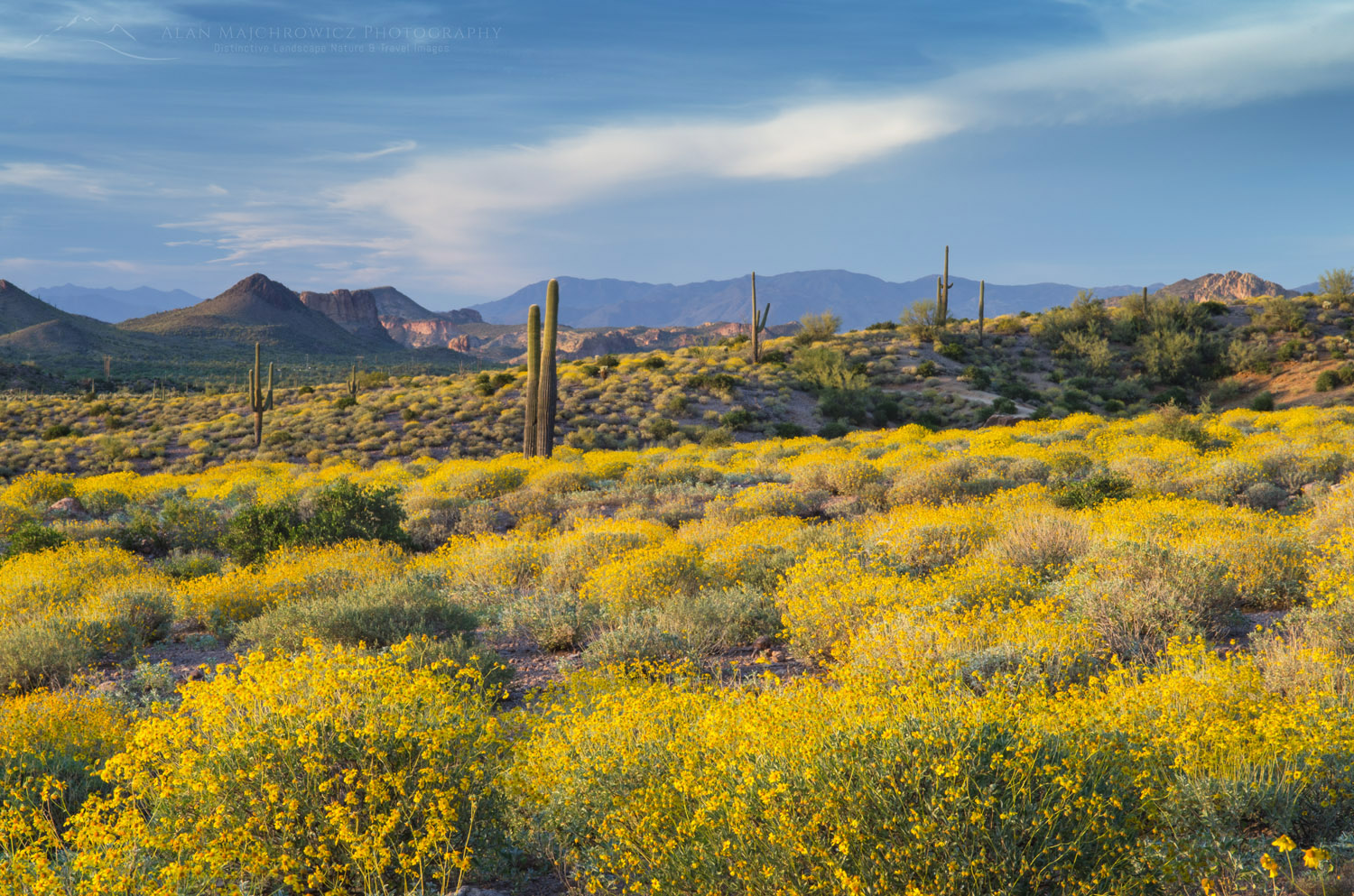 Evening over the Sonoran Desert and Superstition Mountains Arizona, yellow Brittlebush (Encelia farinosa) blooming in the foreground #56952