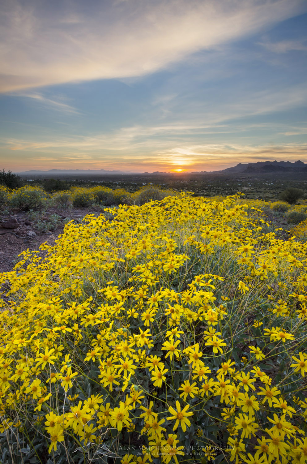 Sunset over fields of Brittlebush (Encelia farinosa), Superstition Mountains, Arizona #56959