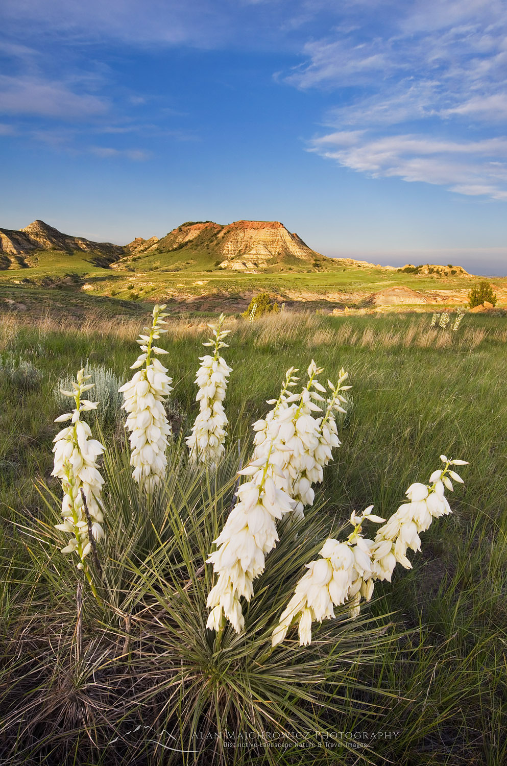 Soapweed Yucca (Yucca glauca) in the Terry Badlands Montana #52636