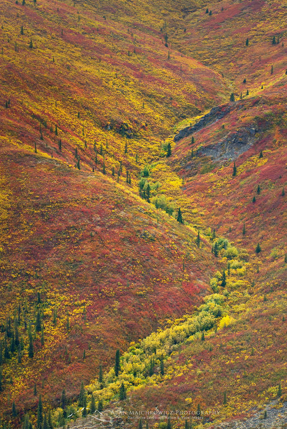 Tundra of the Grizzly Creek Valley displaying vibrant autumn colors, Tombstone Territorial Park Yukon #15278