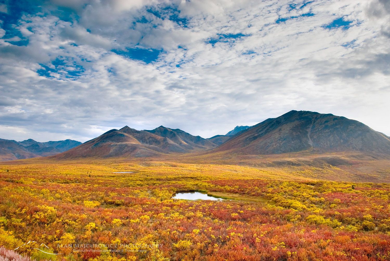 Tundra in the Ogilvie Mountains displaying vibrant autumn foliage, Tombstone Territorial Park Yukon #15304