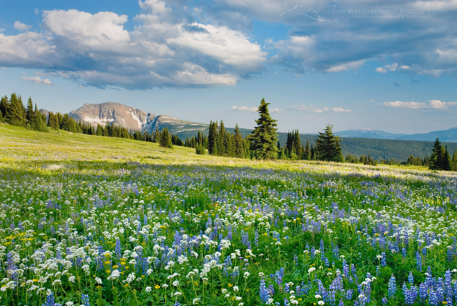 Trophy Meadows wildflowers, Wells Gray Provincial Park British Columbia #13351