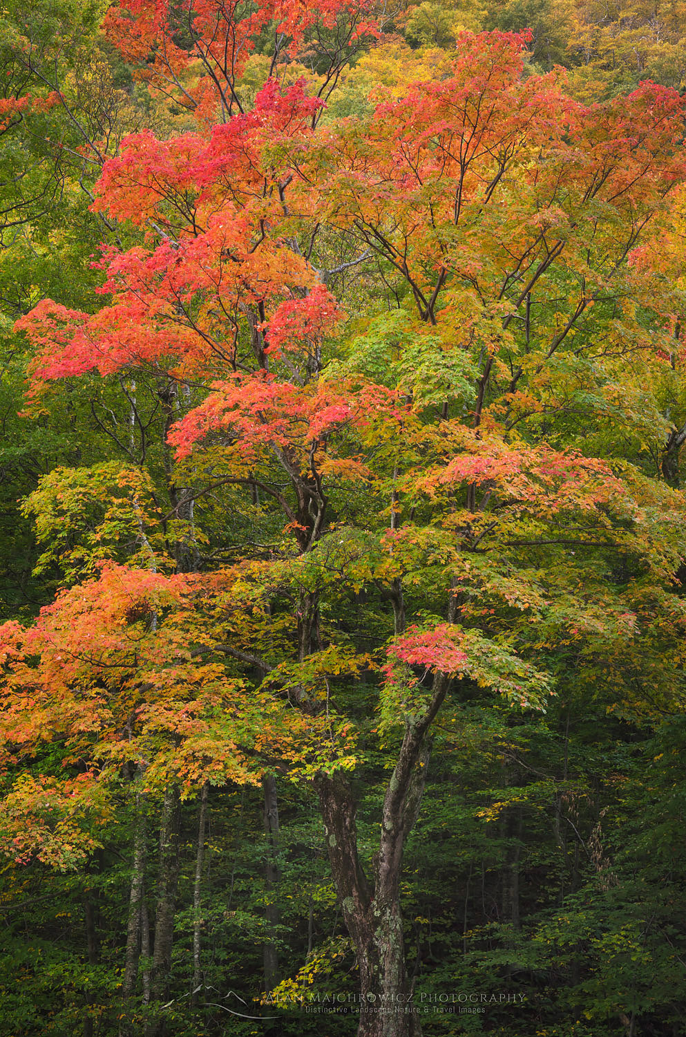 Maple trees displaying fall foliage, Stowe Vermont #59239