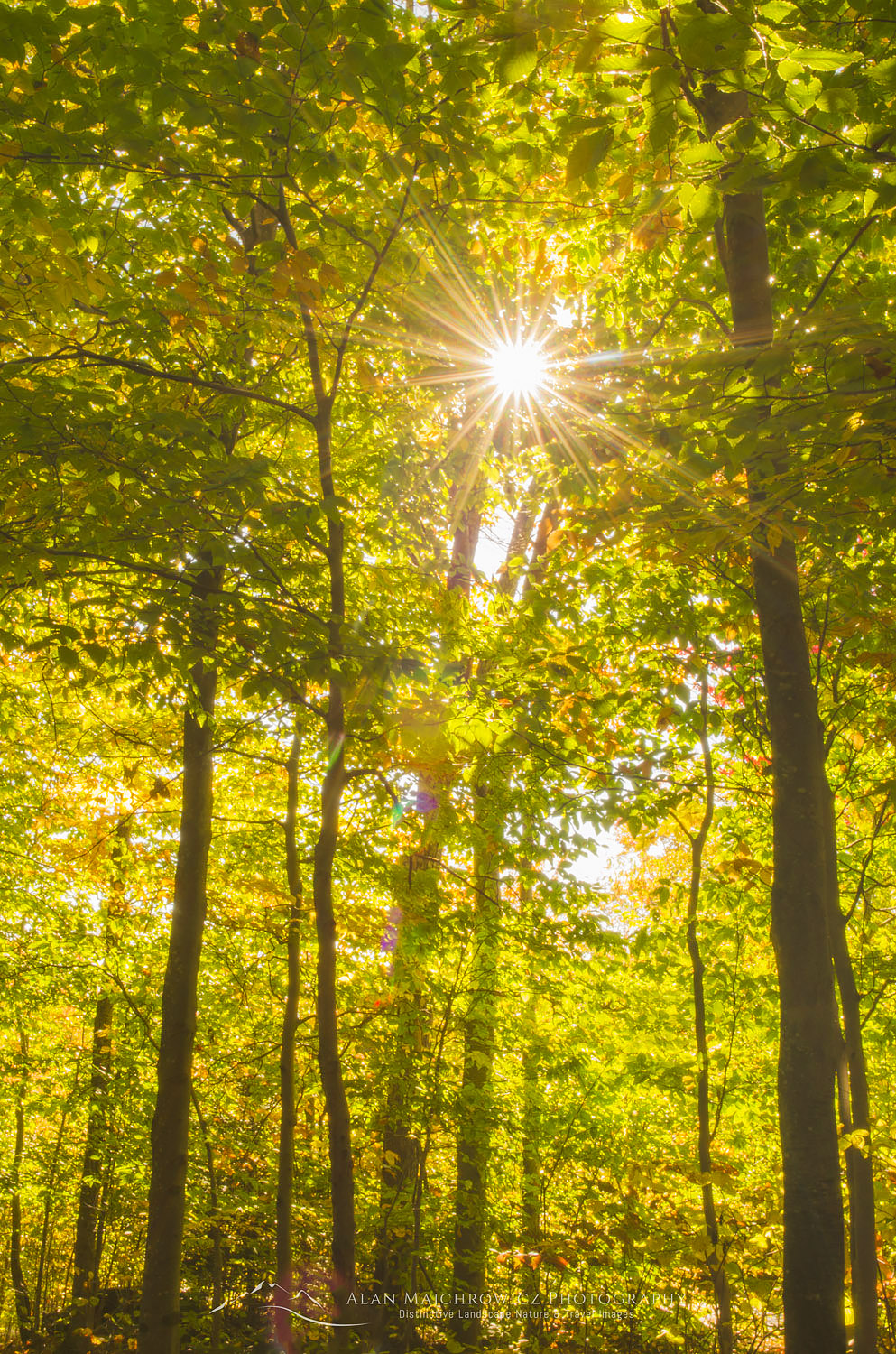 Sun rays bursted through trees in golden fall foliage, Stowe, Vermont #59247