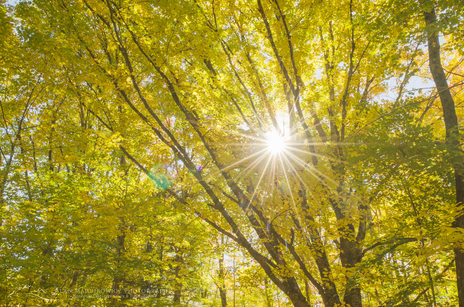 Sun rays bursting through trees in golden fall foliage, Groton Woods, Vermont #59301