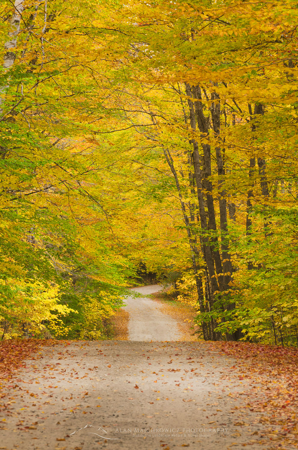 Unpaved road framed by golden fall foliage, Groton Woods, Vermont #59368