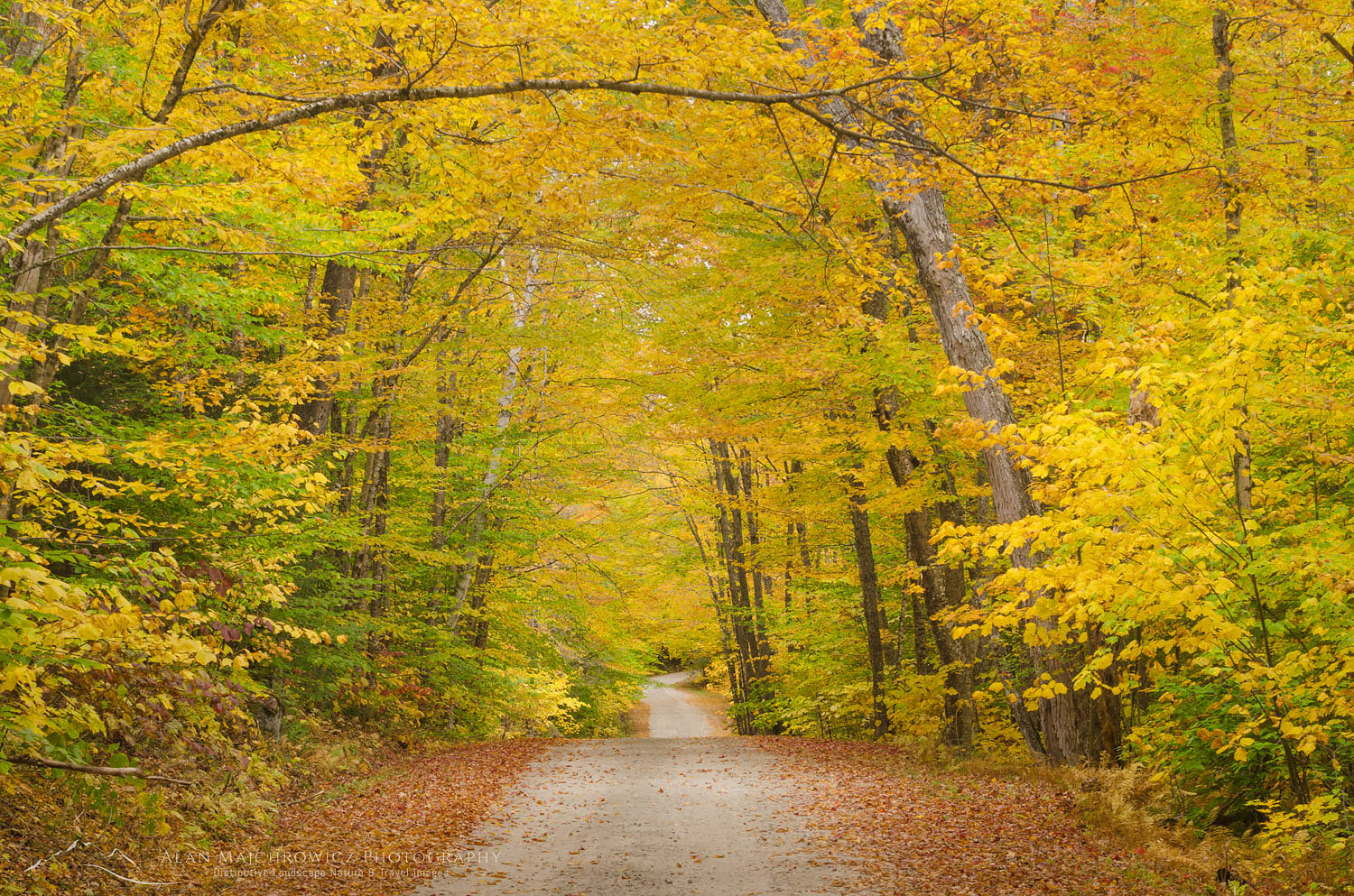 Unpaved road framed by golden fall foliage, Groton Woods, Vermont #59370