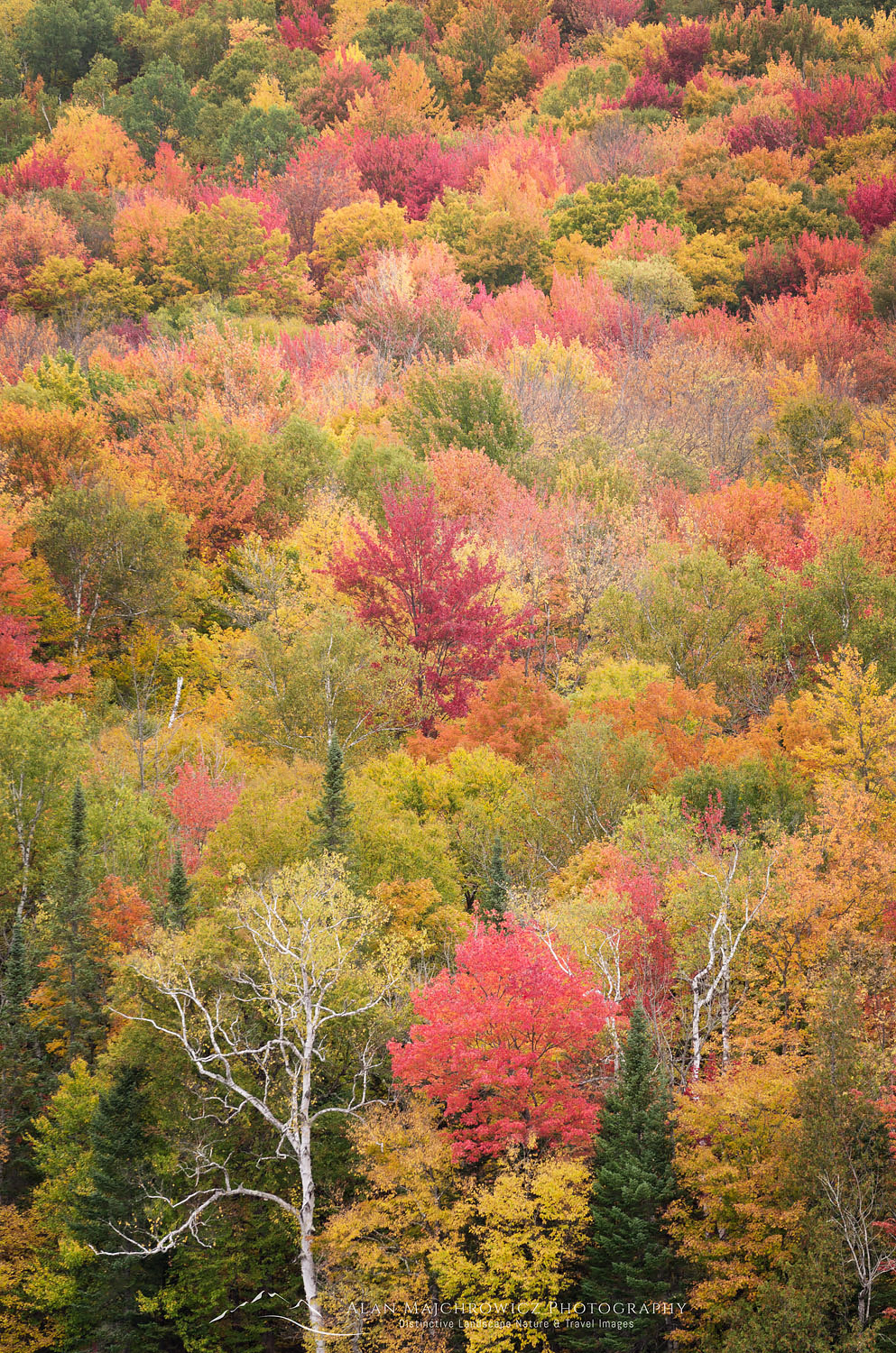 Fall Foliage, Groton Woods, Vermont #59375