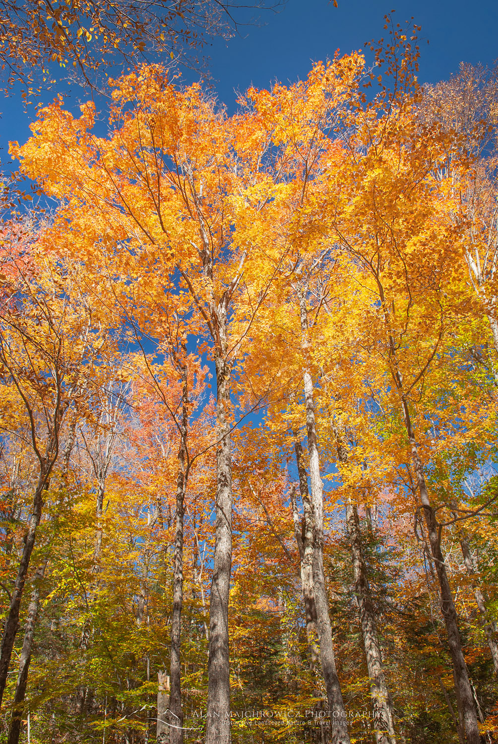 Maple trees in full autumn foliage Green Mountains Vermont #7827