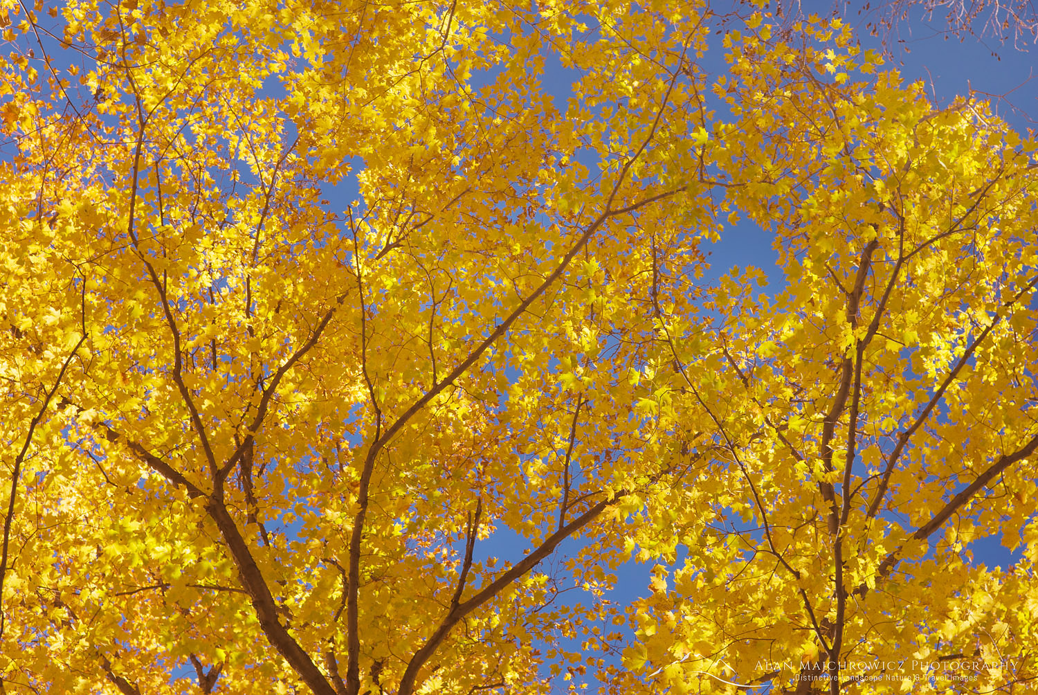 Maple trees in full autumn foliage Green Mountains Vermont #7856