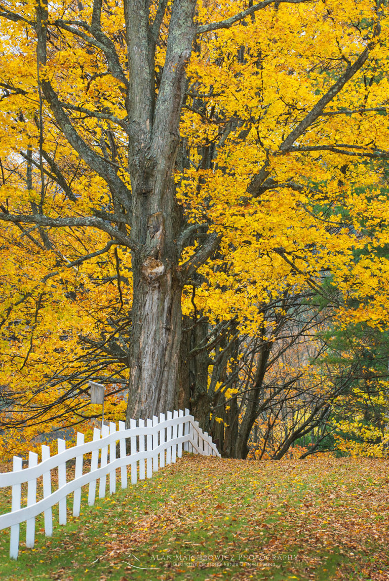 Fall foliage and fence Peacham Vermont Alan Majchrowicz Photography