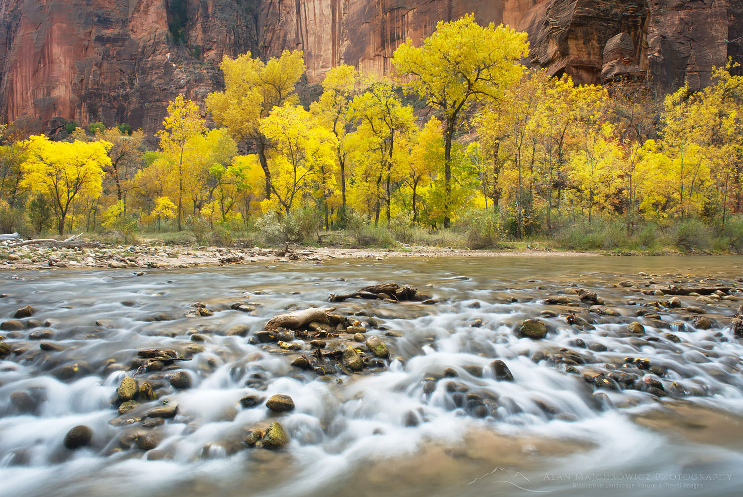 Autumn along the Virgin River in Zion canyon, Zion National park Utah #09017