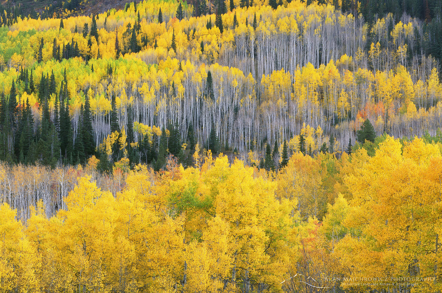Aspen forest in autumn, Cache National Forest, Wasatch Mountains, Utah #6114