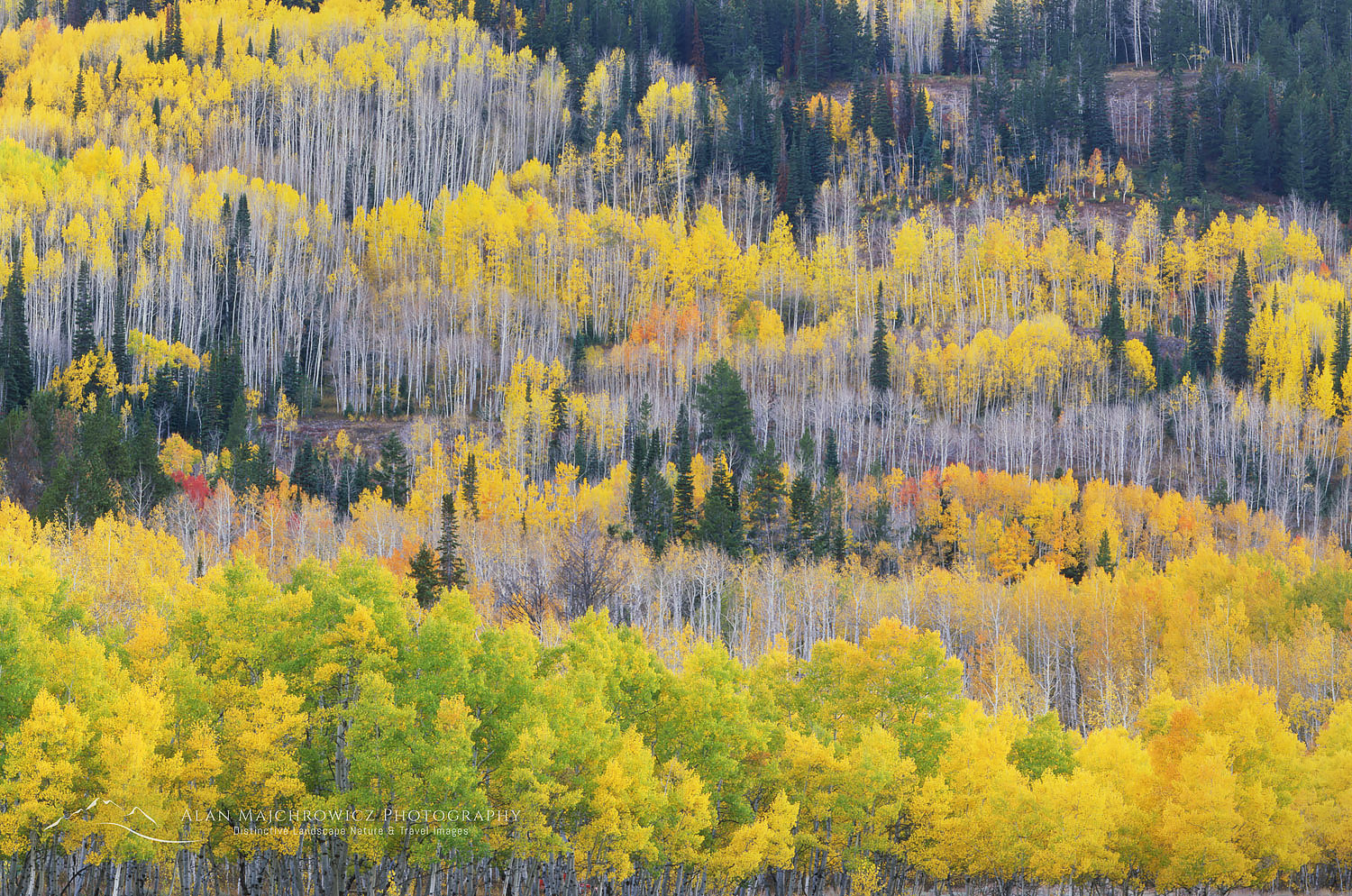 Aspen forest in autumn, Cache National Forest, Wasatch Mountains, Utah #6115