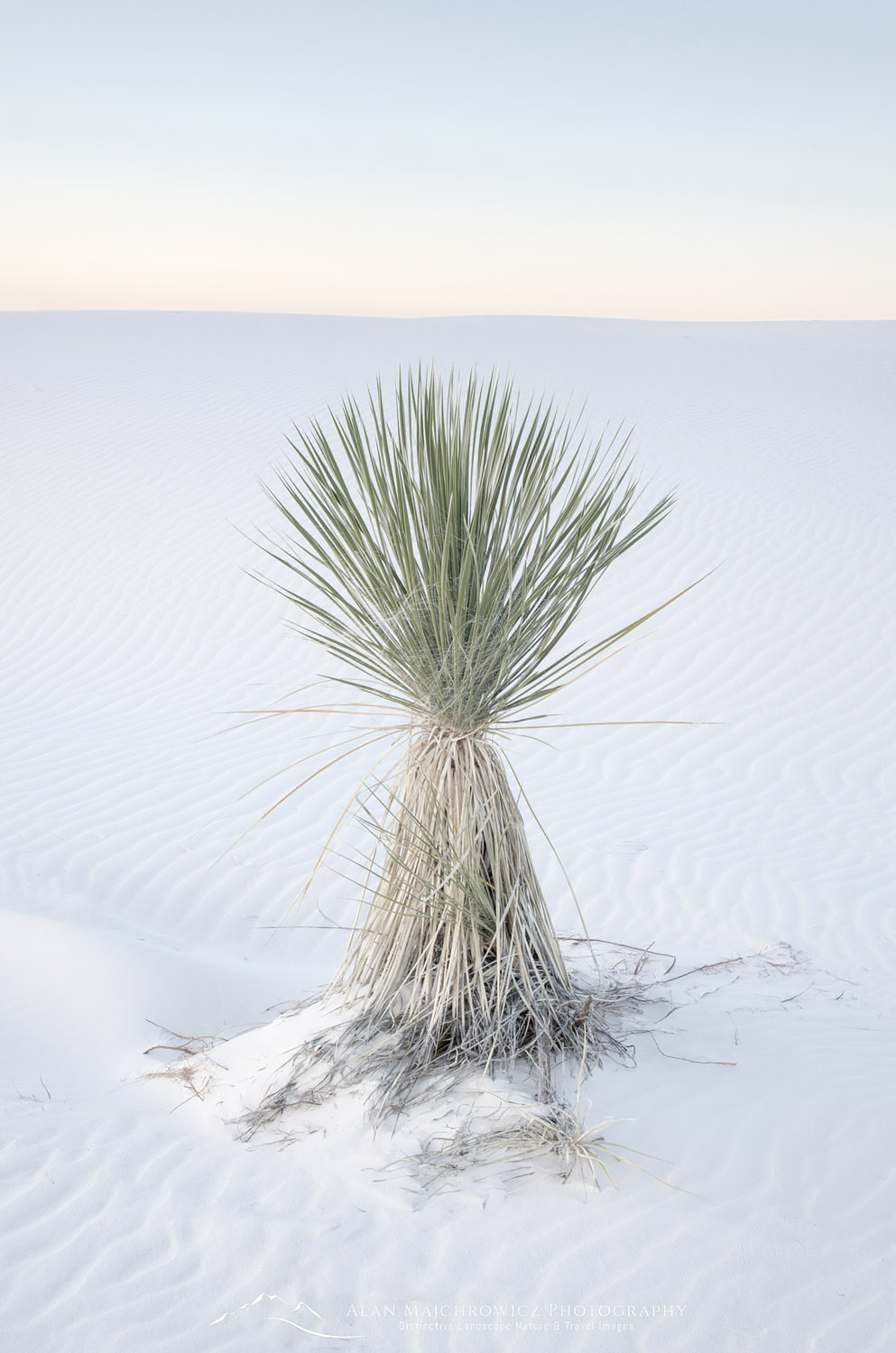 Yucca, White Sands National Park New Mexico #57154r