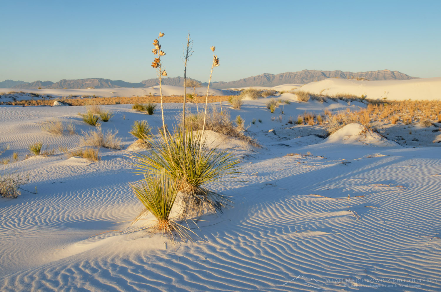Yucca, White Sands National Park, New Mexico #57161