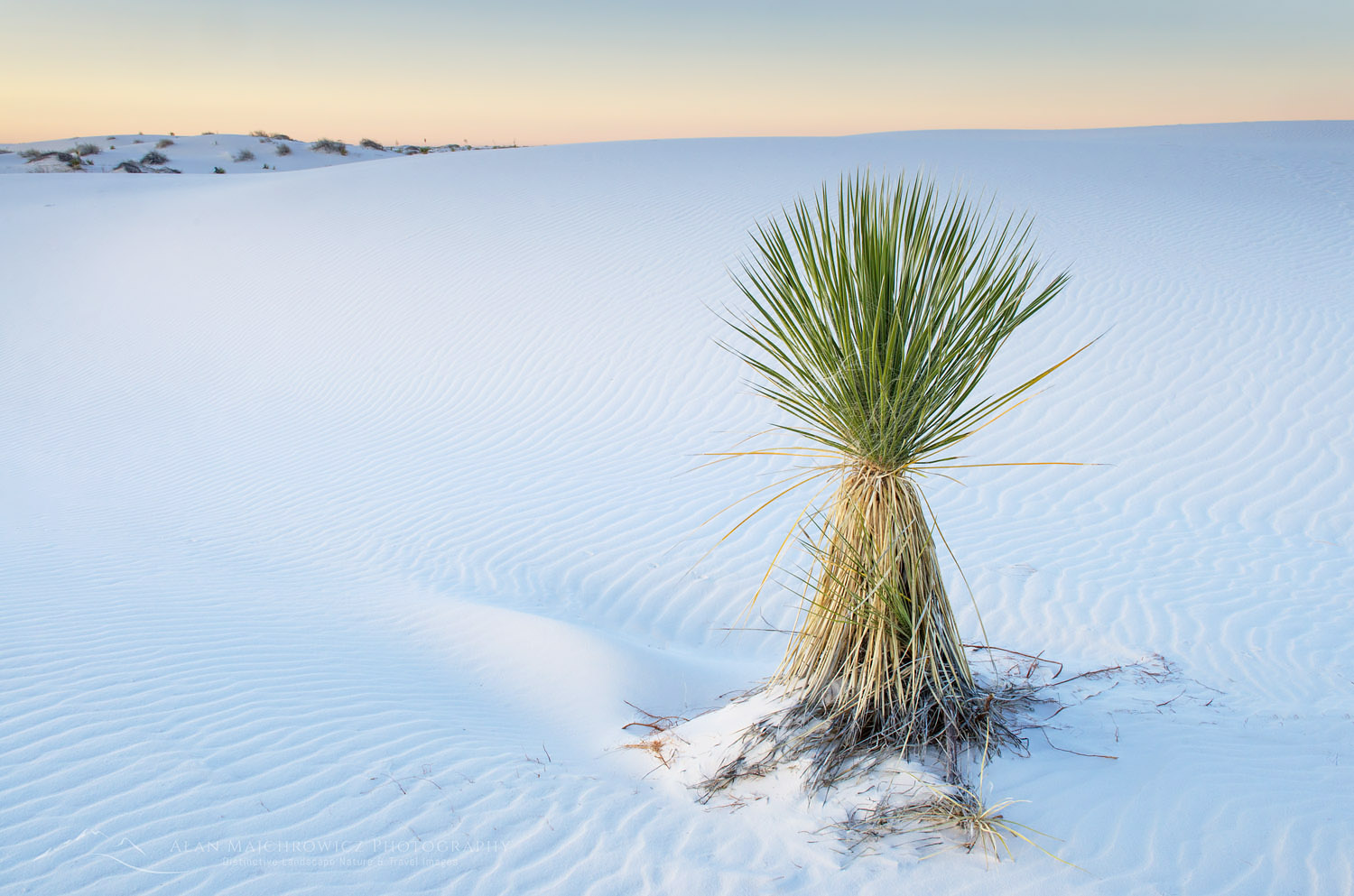 Yucca, White Sands National Park, New Mexico #57155
