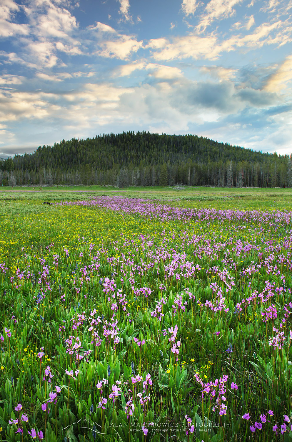 Shooting Star (Dodecatheon conjugens) wildflowers blooming in Elk Meadows, Salmon-Challis National Forest Idaho #55856