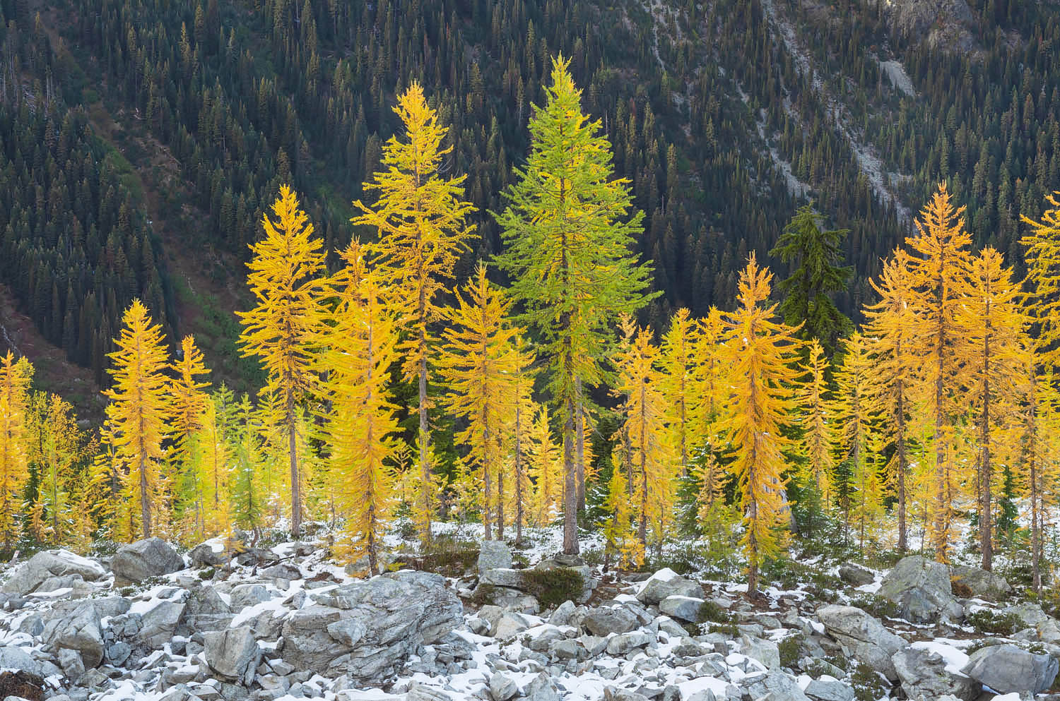 Alpine Larches (Larix lyallii) in autumn color. North Cascades Washington #64609