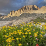 Titcomb Basin wildflowers Wind River Range Wyoming