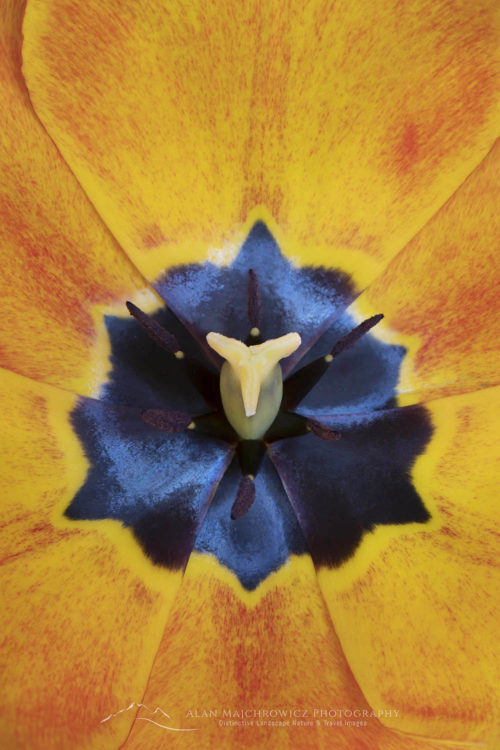 Closeup of orange tulip blossom #65020