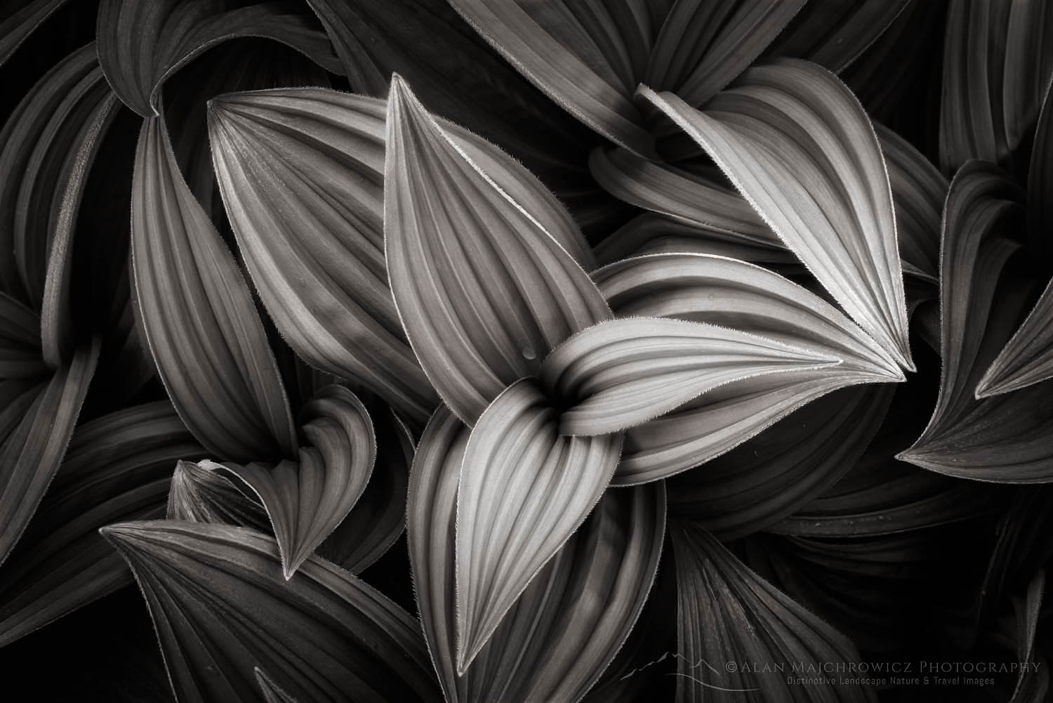 False hellebore/ Corn Lily (Veratrum viride) #65617bw