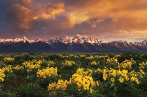Wildflowers Grand Teton National Park Wyoming