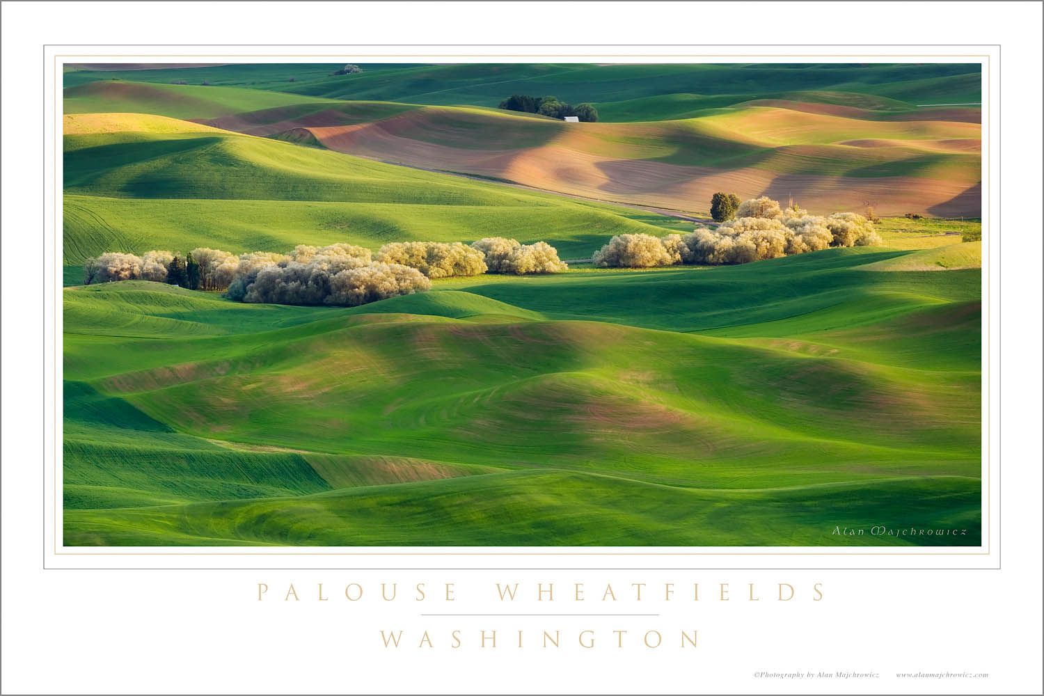 Rolling hills of green wheat fields seen from Steptoe Butte, the Palouse region of the Inland Empire of Washington