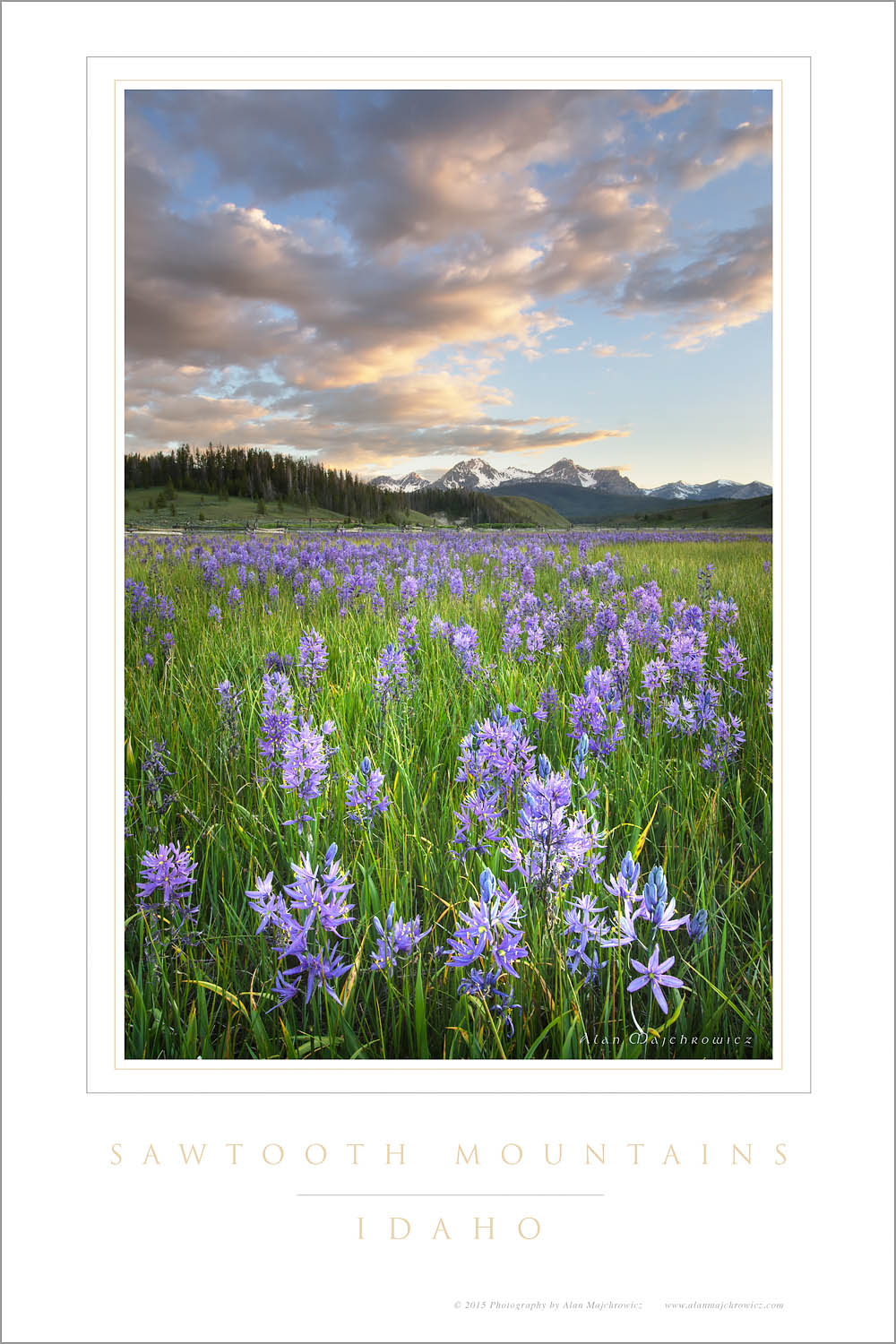 Meadows of Common Camas (Camassia quamash) Stanley Basin Sawtooth Mountains Idaho