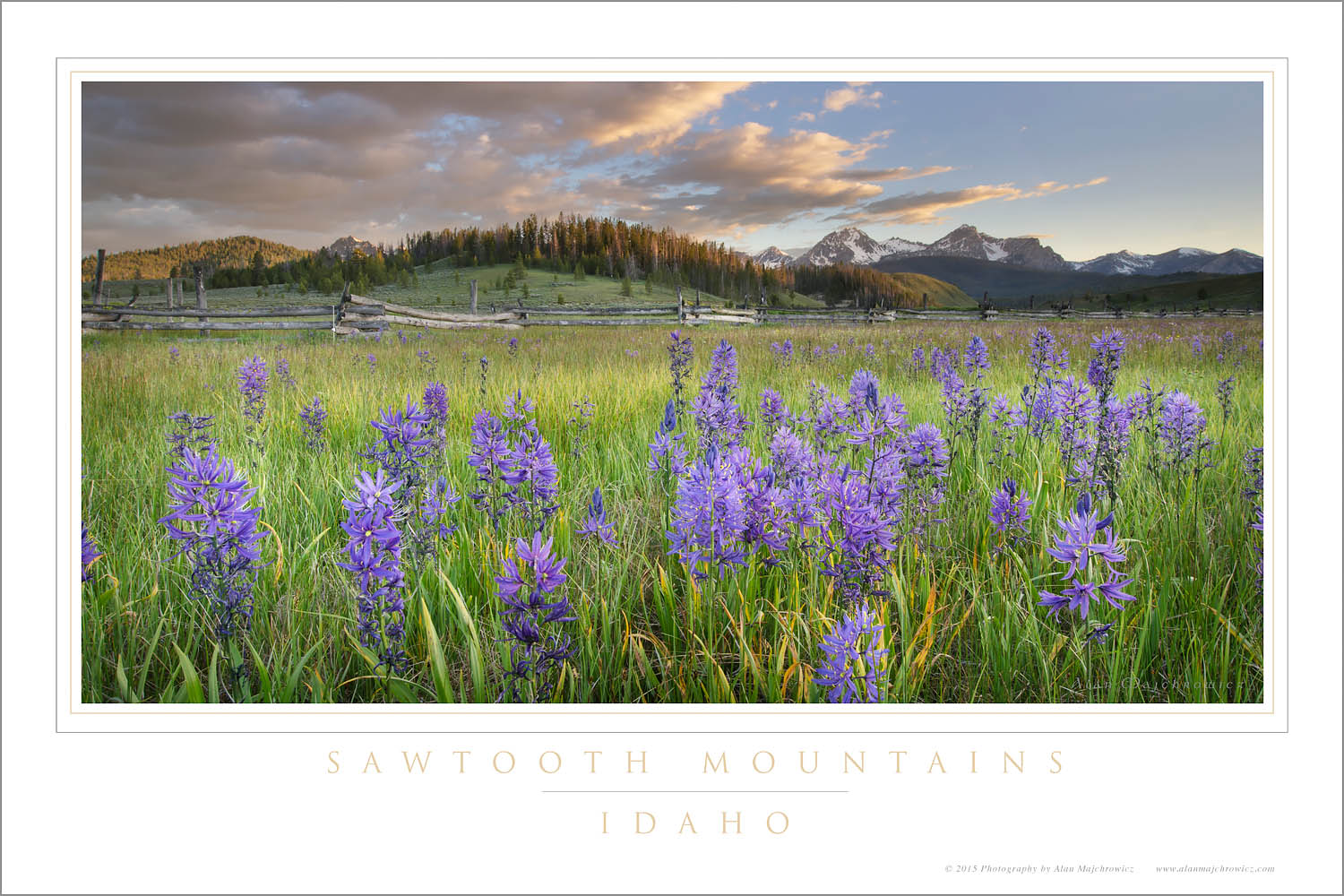 Meadows of Common Camas (Camassia quamash) Stanley Basin Sawtooth Mountains Idaho