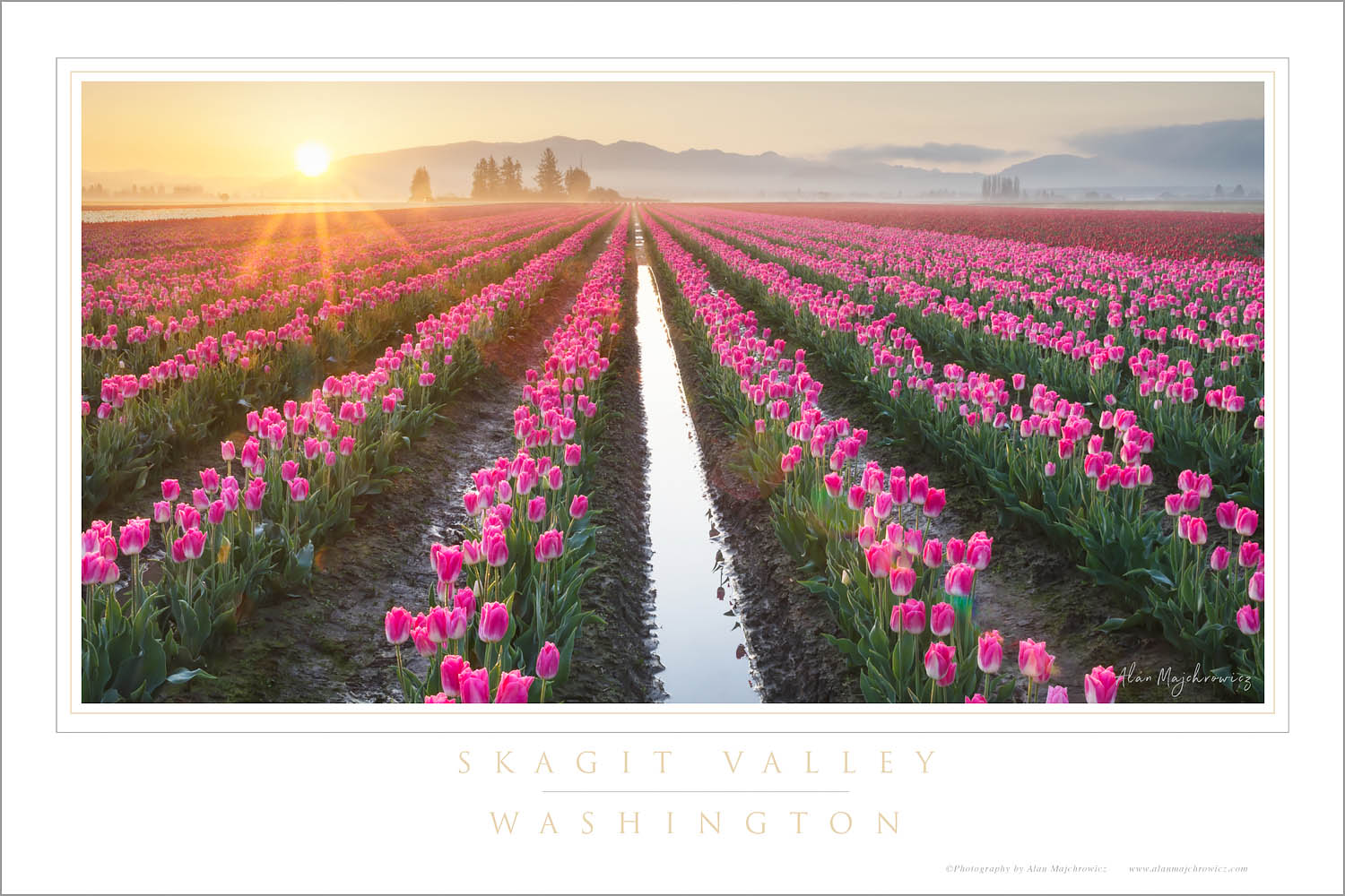 Sunrise over Skagit Valley tulip fields, Washington