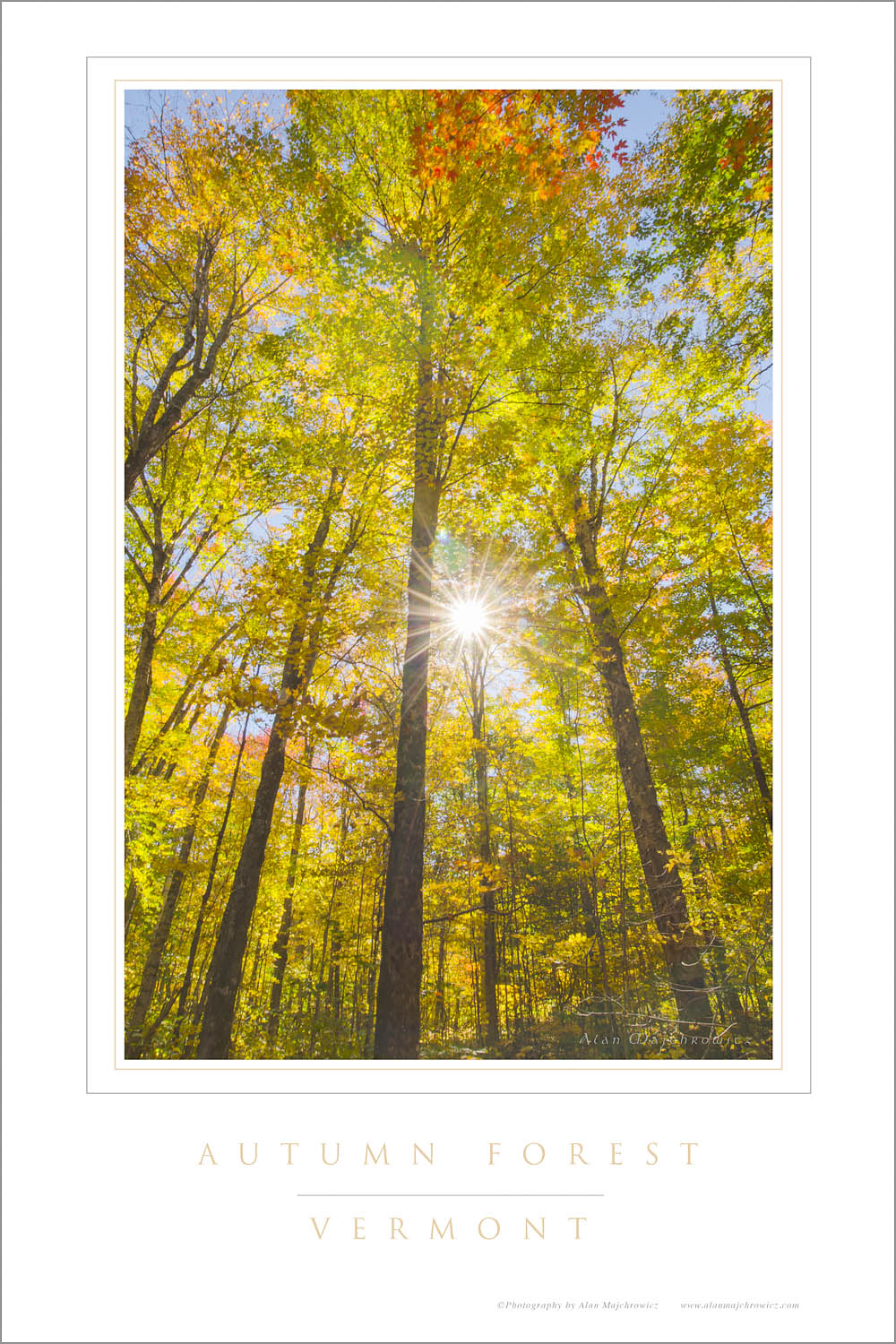 Sun rays bursting through trees in golden fall foliage, Groton Woods, Vermont