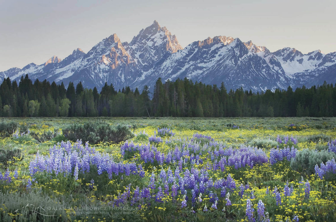 Grand Teton Photography Locations Alan Majchrowicz Photography
