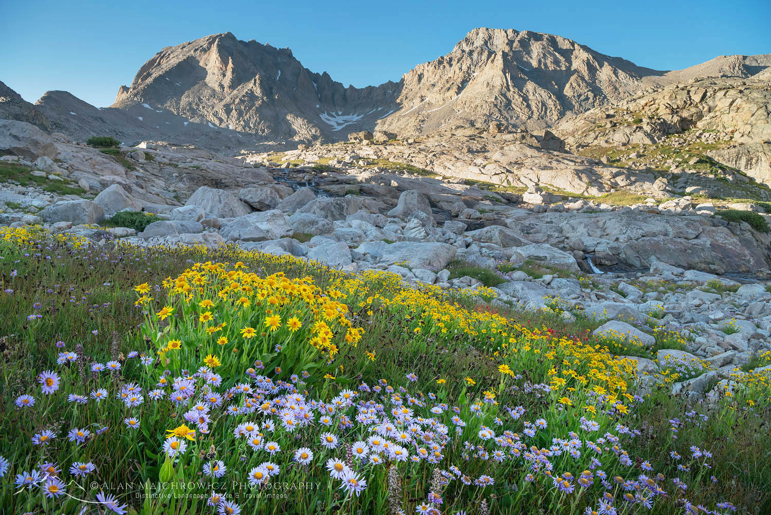 Field of wildflowers composed of purple Asters and yellow Arnica in Indian Basin, Fremont and Jackson Peaks are in the distance, Bridger Wilderness, Wind River Range Wyoming #66885