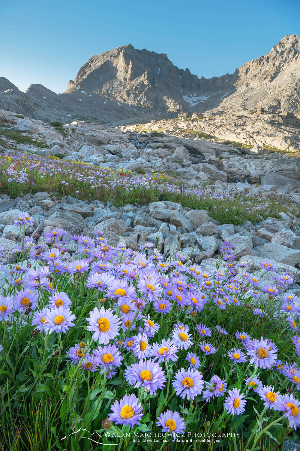 Field of wildflowers composed of purple Asters in Indian Basin, Fremont Peak is in the distance, Bridger Wilderness, Wind River Range Wyoming #66893