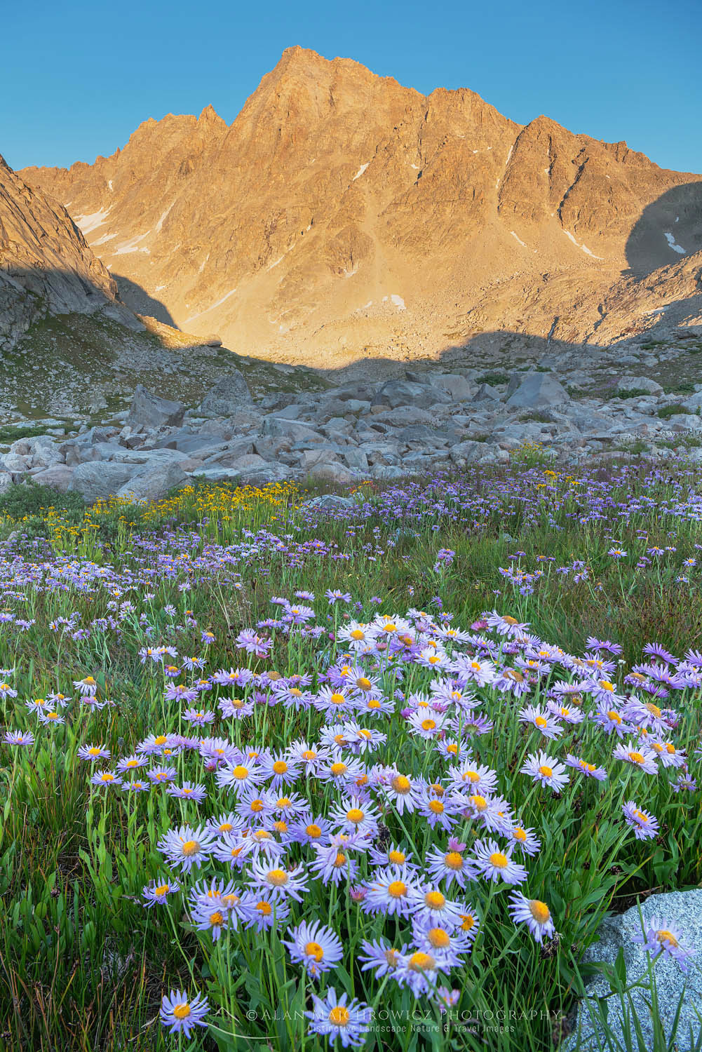 Field of wildflowers composed of purple Asters in Indian Basin, Harrower Peak is in the distance, Bridger Wilderness, Wind River Range Wyoming #66912
