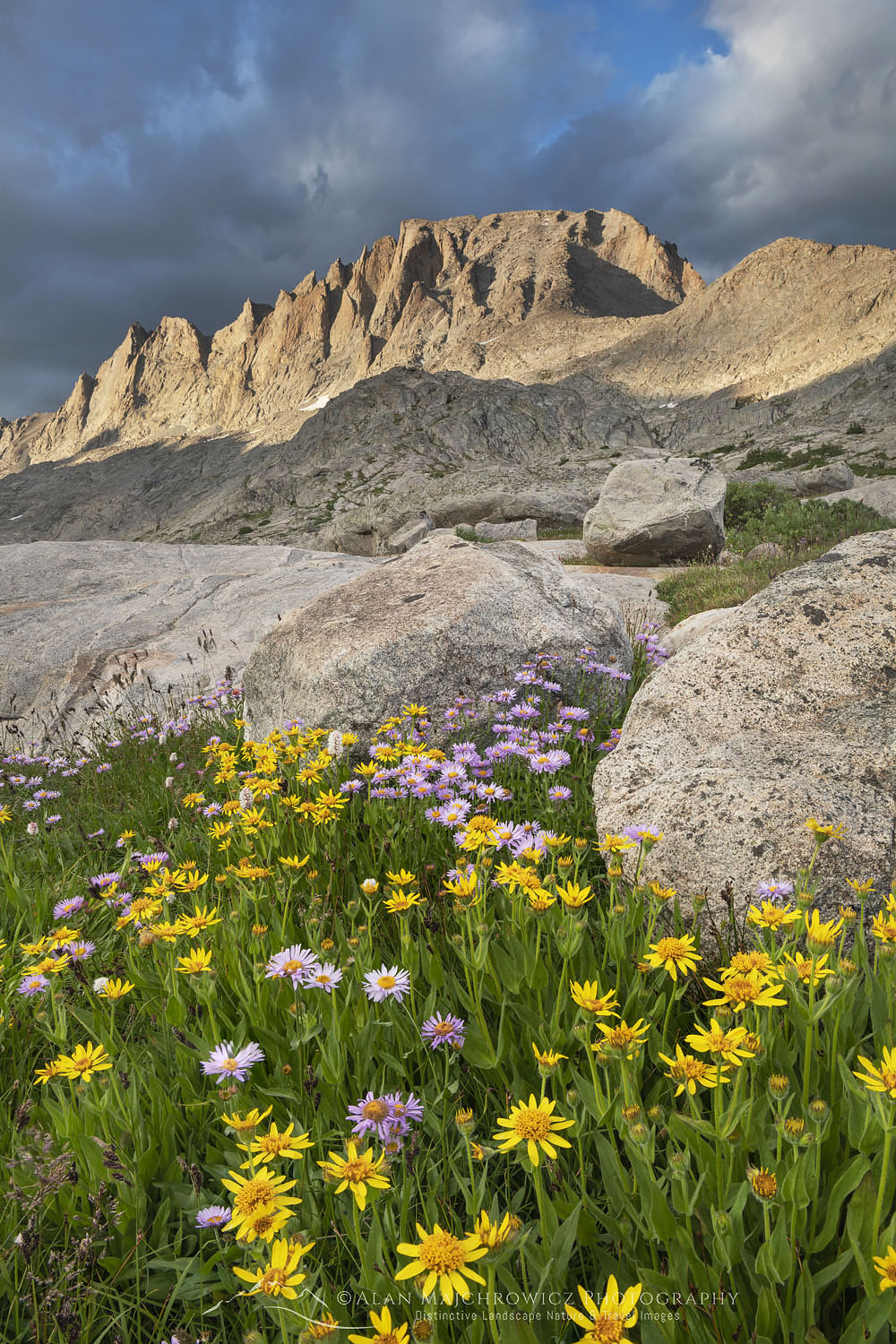 Field of Narrowleaf Arnica (Arnica angustifolia) Titcomb Basin, Bridger Wilderness, Wind River Range Wyoming #66554