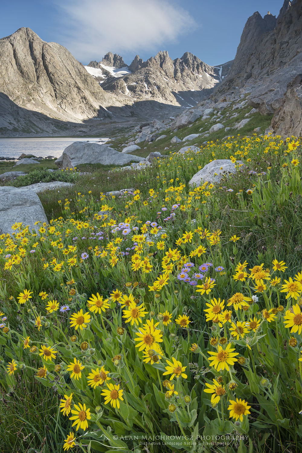 Field of Narrowleaf Arnica (Arnica angustifolia) Titcomb Basin, Bridger Wilderness, Wind River Range Wyoming #66757