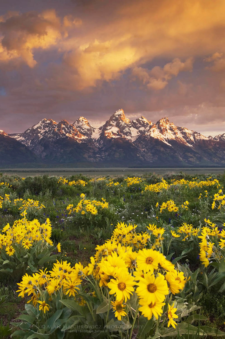 Wildflowers Grand Teton National Park Wyoming - Alan Majchrowicz ...