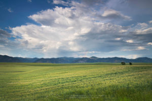 Snake River Plains Wheat Fields near Swan Valley, Idaho