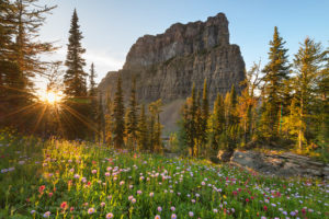 Boulder Pass wildflowers Glacier National Park