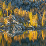 Purcell Mountains Larches British Columbia